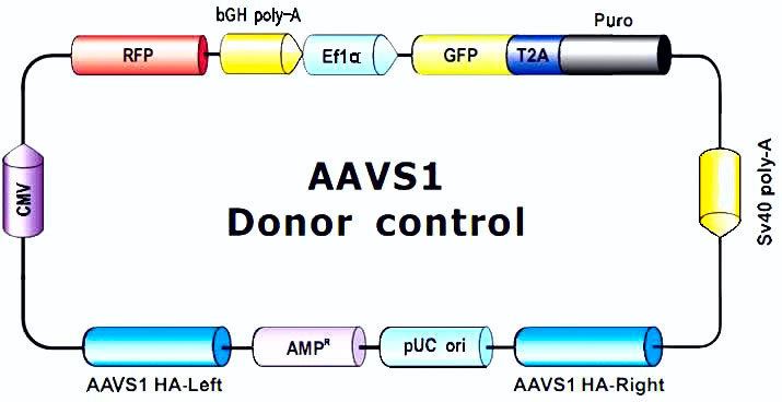 AAVS1_Donor_clone-m