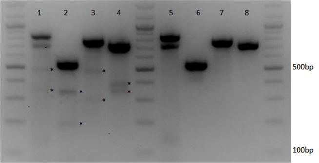 CRISPR-Cas9_multiplexing_to_target_multiple_genes