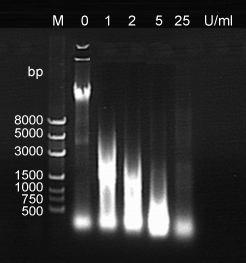 miRNA inhibitors – lentiviral and non-viral backbone