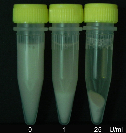 miRNA inhibitors – lentiviral and non-viral backbone