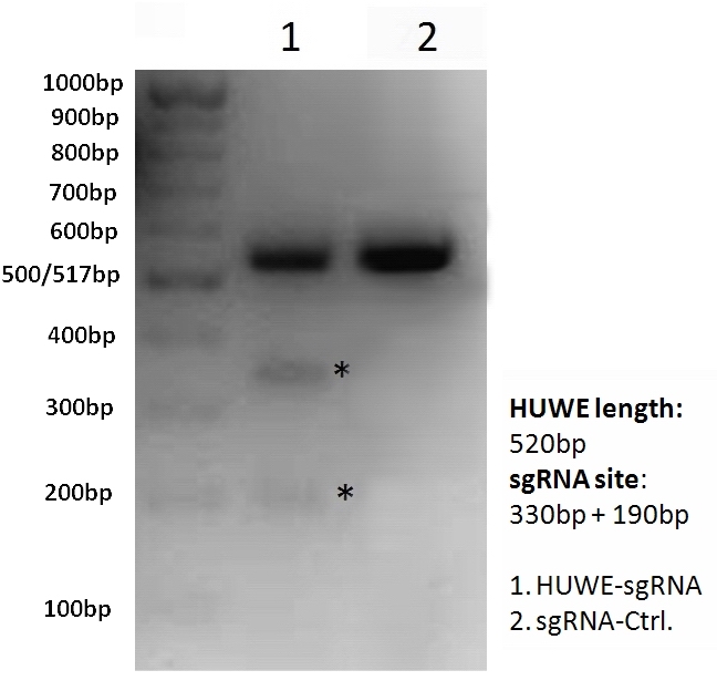 HUWEI-sgRNA_Cas9-clones