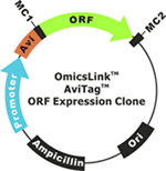AviTag ORF cDNA clones