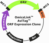 AviTag ORF cDNA clones