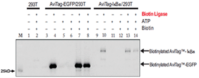 Biotinylated proteins visualized on a western blot with streptavidin-HRP conjugate and chemiluminescent substrate
