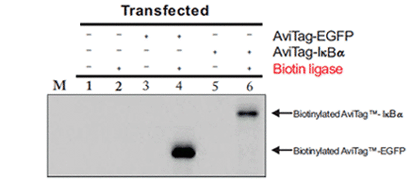 Biotinylated proteins visualized on a western blot with streptavidin-HRP conjugate and chemiluminescent substrate