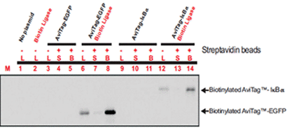 Biotinylated proteins visualized on a western blot with streptavidin-HRP conjugate and chemiluminescent substrate