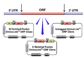 Genome-wide human and mouse expression-ready ORF cDNA clones with N-terminal, C-terminal fusion tags or un-tagged.
