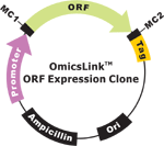 HaloTag ORF cDNA clones