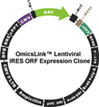 OmicsLink ORF cDNA clones with IRES element