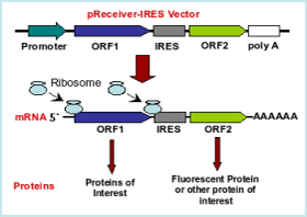 Schematic of protein expression with IRES technology
