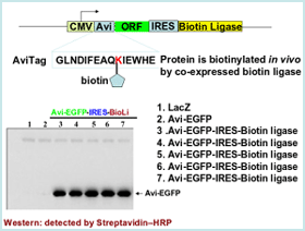 Specific biotinylation of AviTag eGFP by E. coli biotin ligase in 293 cells