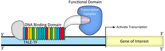 Illustration-of-TALE-TF-design