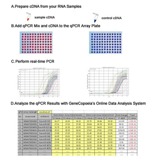 Gene qPCR array experimental work flow