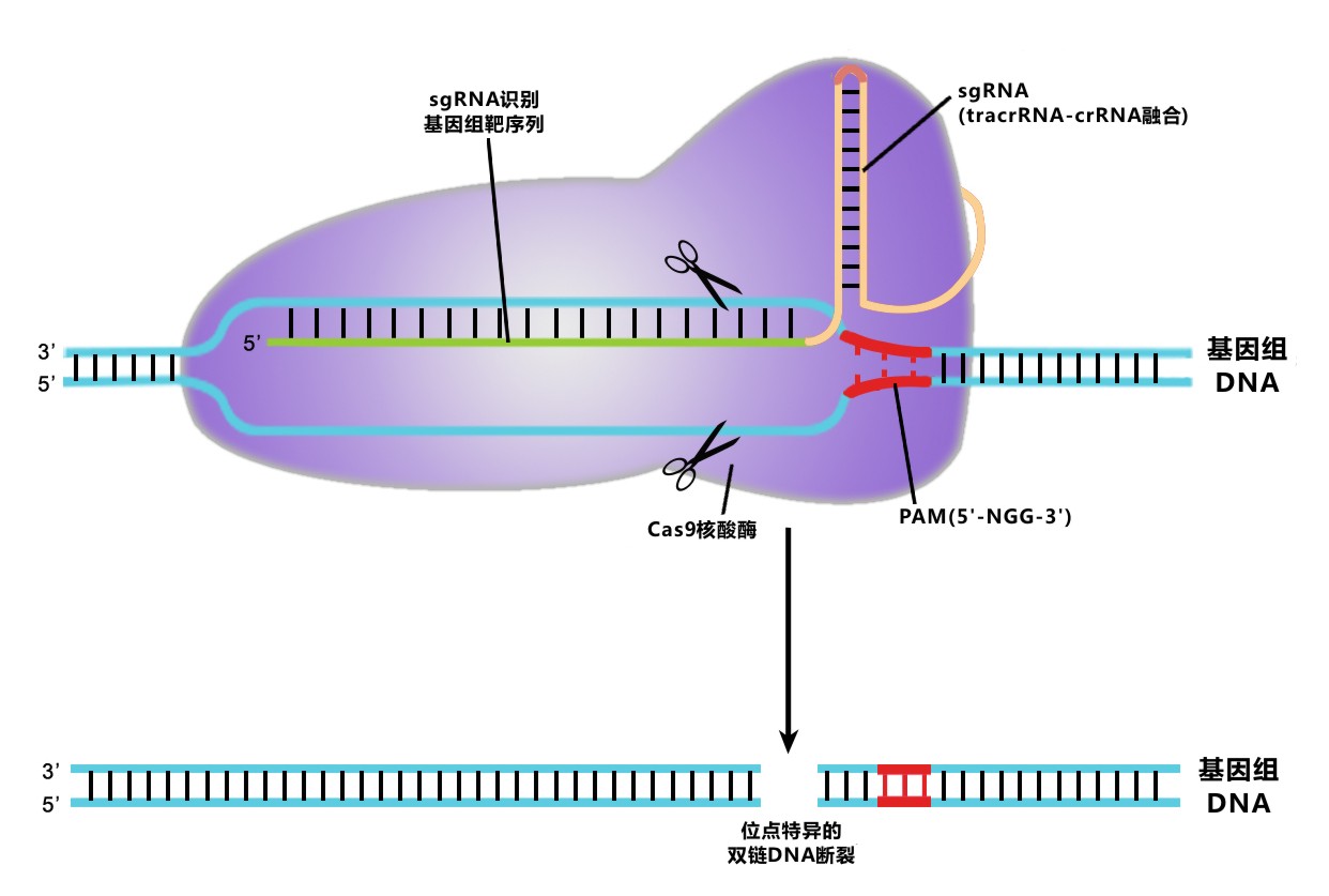 GeneHero™ CRISPR-Cas9 产品与服务