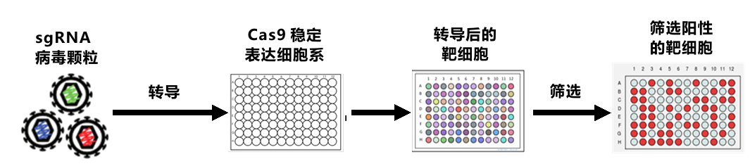Illustration-of-CRISPR_Cas9-mediated-genome-editing