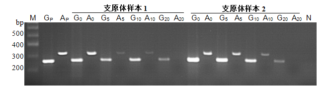 Mycoguard™ mycoplasma detection kit