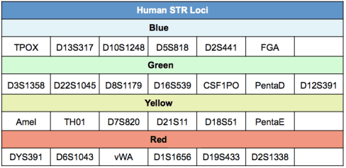Human STR loci