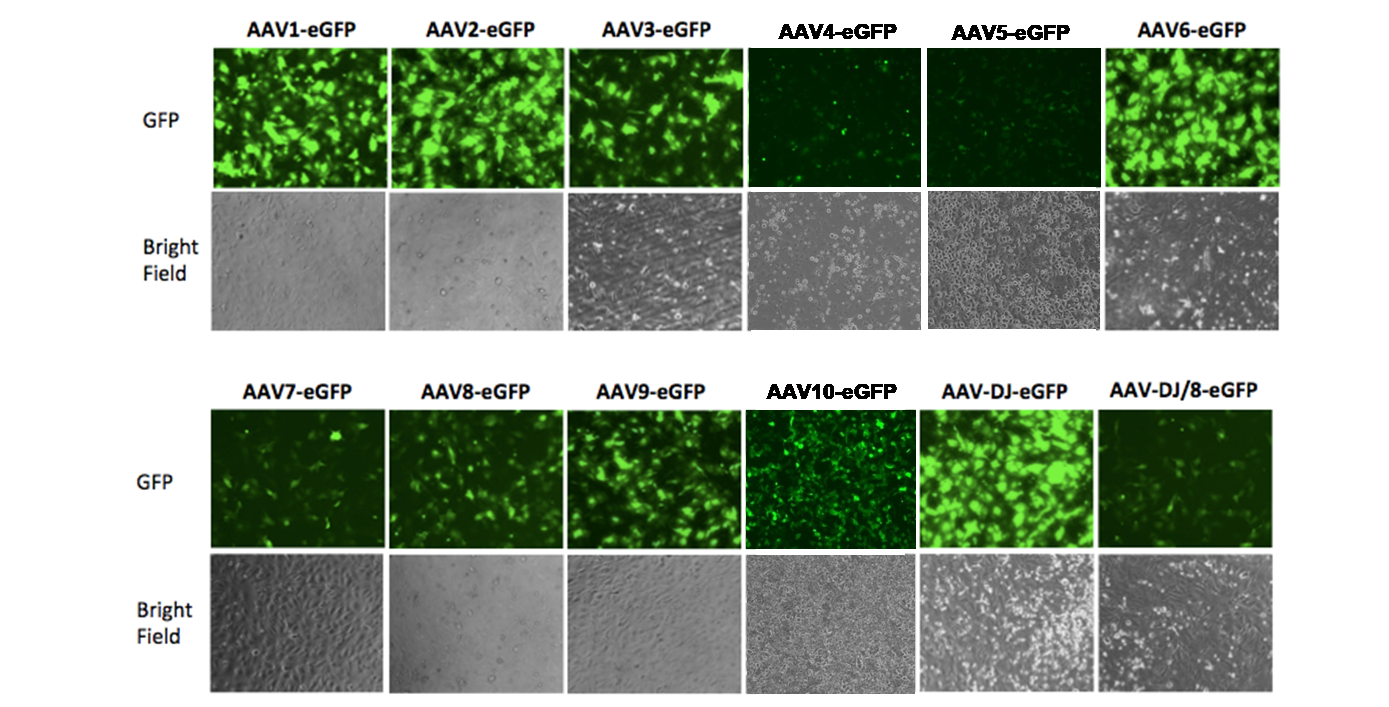 AAVPrime™ AAV Serotype Testing Kit