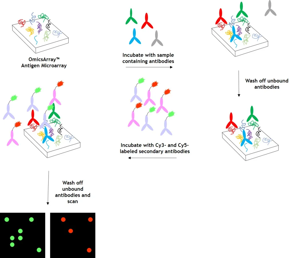 Workflow for autoantibody profiling in samples using GeneCopoeia’s OmicsArray™ antigen microarrays
