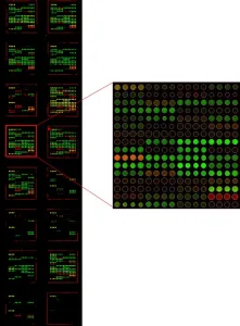 与人血清反应后的SARS-CoV-2变异抗原芯片图像(1:100)。每张芯片包含16个相同的阵列。每个阵列包含66种抗原,一式四份被固定在玻璃载玻片上。用荧光标记的二级抗体检测IgG(绿色)和IgM(红色)抗体。
