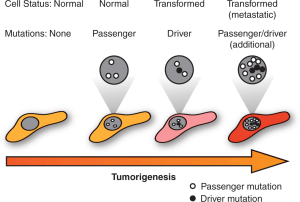 乘客突变(passenger mutation)和驱动突变(driver mutation)