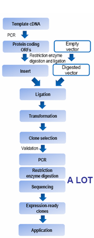 Cloning process from full-length whole transcript cDNA clones