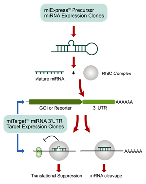 miExpress™ miRNA前体表达克隆