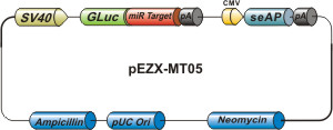 OmicsLink™ miRNA 3′ UTR target lentiviral clones