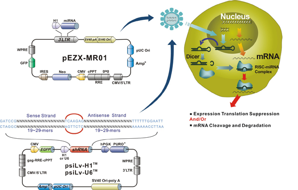 Vector-based shRNA or microRNA RNAi mechanism